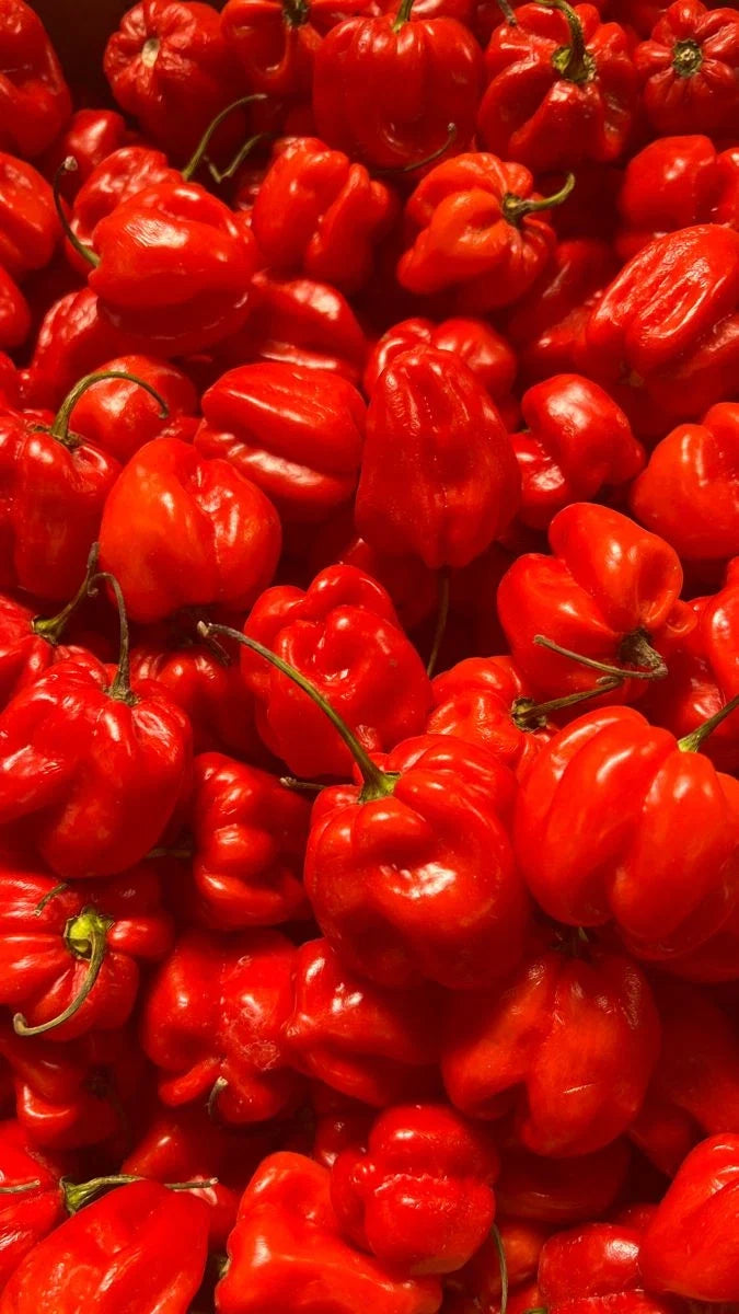 Habanero_rouge